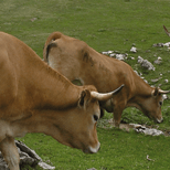 Asistencia t�cnica ganadera